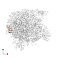Large ribosomal subunit protein uL23 in PDB entry 1k8a, assembly 1, front view.