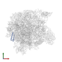 Large ribosomal subunit protein uL29 in PDB entry 1k8a, assembly 1, front view.