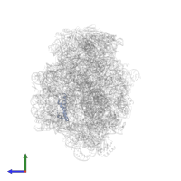 Large ribosomal subunit protein uL29 in PDB entry 1k8a, assembly 1, side view.