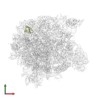 Large ribosomal subunit protein eL31 in PDB entry 1k8a, assembly 1, front view.