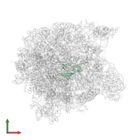 Large ribosomal subunit protein eL32 in PDB entry 1k8a, assembly 1, front view.