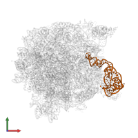 5S ribosomal RNA in PDB entry 1k8a, assembly 1, front view.