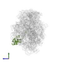 Large ribosomal subunit protein uL4 in PDB entry 1k8a, assembly 1, side view.