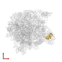 Large ribosomal subunit protein uL5 in PDB entry 1k8a, assembly 1, front view.