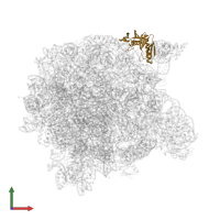 Large ribosomal subunit protein uL6 in PDB entry 1k8a, assembly 1, front view.