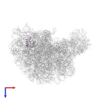 Large ribosomal subunit protein eL8 in PDB entry 1k8a, assembly 1, top view.