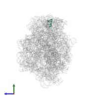 Large ribosomal subunit protein uL10 in PDB entry 1k8a, assembly 1, side view.