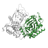 The deposited structure of PDB entry 1khg contains 1 copy of CATH domain 3.90.228.20 (Phosphoenolpyruvate Carboxykinase; domain 3) in Phosphoenolpyruvate carboxykinase, cytosolic [GTP]. Showing 1 copy in chain A.