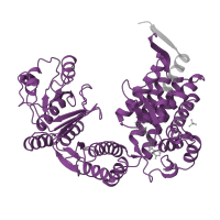 The deposited structure of PDB entry 1kp8 contains 14 copies of Pfam domain PF00118 (TCP-1/cpn60 chaperonin family) in Chaperonin GroEL. Showing 1 copy in chain A.
