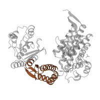 The deposited structure of PDB entry 1kp8 contains 14 copies of SCOP domain 54850 (GroEL-like chaperone, intermediate domain) in Chaperonin GroEL. Showing 1 copy in chain A.