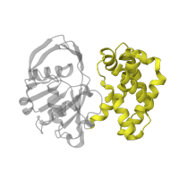 The deposited structure of PDB entry 1ks9 contains 1 copy of SCOP domain 69084 (Ketopantoate reductase PanE) in 2-dehydropantoate 2-reductase. Showing 1 copy in chain A.