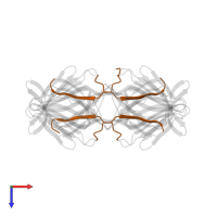 Agglutinin beta-1 chain in PDB entry 1ku8, assembly 1, top view.