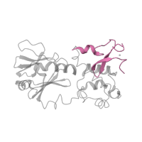 The deposited structure of PDB entry 1l2b contains 1 copy of SCOP domain 81627 (C-terminal, Zn-finger domain of MutM-like DNA repair proteins) in Formamidopyrimidine-DNA glycosylase. Showing 1 copy in chain D [auth A].