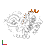 cAMP-dependent protein kinase inhibitor alpha in PDB entry 1l3r, assembly 1, front view.