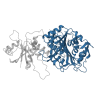 The deposited structure of PDB entry 1lcp contains 2 copies of CATH domain 3.40.630.10 (Aminopeptidase) in Cytosol aminopeptidase. Showing 1 copy in chain A.