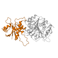 The deposited structure of PDB entry 1lcp contains 2 copies of SCOP domain 52950 (Leucine aminopeptidase (Aminopeptidase A), N-terminal domain) in Cytosol aminopeptidase. Showing 1 copy in chain A.