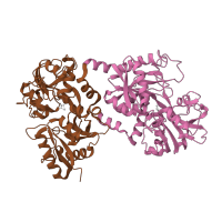 The deposited structure of PDB entry 1lfg contains 2 copies of SCOP domain 53888 (Transferrin) in Lactotransferrin. Showing 2 copies in chain A.