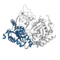 The deposited structure of PDB entry 1m51 contains 1 copy of CATH domain 3.40.449.10 (Phosphoenolpyruvate Carboxykinase; domain 1) in Phosphoenolpyruvate carboxykinase, cytosolic [GTP]. Showing 1 copy in chain A.