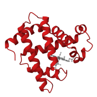 The deposited structure of PDB entry 1m6c contains 2 copies of CATH domain 1.10.490.10 (Globin-like) in Myoglobin. Showing 1 copy in chain A.