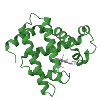 The deposited structure of PDB entry 1m6c contains 2 copies of SCOP domain 46463 (Globins) in Myoglobin. Showing 1 copy in chain A.