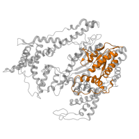 The deposited structure of PDB entry 1msw contains 1 copy of CATH domain 3.30.70.370 (Alpha-Beta Plaits) in T7 RNA polymerase. Showing 1 copy in chain D.