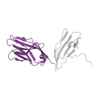 The deposited structure of PDB entry 1mwa contains 2 copies of SCOP domain 48727 (V set domains (antibody variable domain-like)) in T-cell receptor alpha chain V region PHDS58. Showing 1 copy in chain A.
