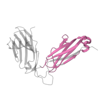 The deposited structure of PDB entry 1mwa contains 2 copies of Pfam domain PF07654 (Immunoglobulin C1-set domain) in T-cell receptor beta-2 chain C region. Showing 1 copy in chain C [auth B].