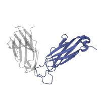 The deposited structure of PDB entry 1mwa contains 2 copies of SCOP domain 48942 (C1 set domains (antibody constant domain-like)) in T-cell receptor beta-2 chain C region. Showing 1 copy in chain C [auth B].