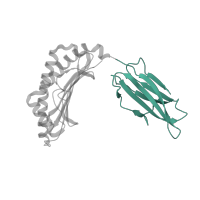 The deposited structure of PDB entry 1mwa contains 2 copies of CATH domain 2.60.40.10 (Immunoglobulin-like) in H-2 class I histocompatibility antigen, K-B alpha chain. Showing 1 copy in chain E [auth H].