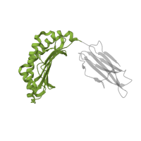 The deposited structure of PDB entry 1mwa contains 2 copies of CATH domain 3.30.500.10 (Murine Class I Major Histocompatibility Complex, H2-DB; Chain A, domain 1) in H-2 class I histocompatibility antigen, K-B alpha chain. Showing 1 copy in chain E [auth H].