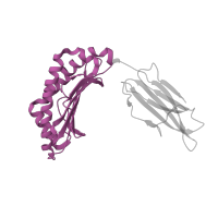 The deposited structure of PDB entry 1mwa contains 2 copies of Pfam domain PF00129 (Class I Histocompatibility antigen, domains alpha 1 and 2) in H-2 class I histocompatibility antigen, K-B alpha chain. Showing 1 copy in chain E [auth H].