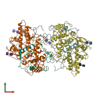 PDB entry 1myp coloured by chain, front view.