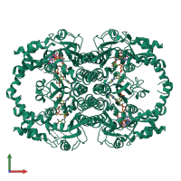 Homo tetrameric assembly 1 of PDB entry 1n7g coloured by chemically distinct molecules, front view.