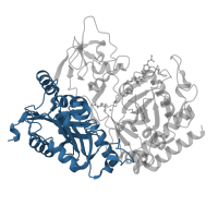 The deposited structure of PDB entry 1nhx contains 1 copy of CATH domain 3.40.449.10 (Phosphoenolpyruvate Carboxykinase; domain 1) in Phosphoenolpyruvate carboxykinase, cytosolic [GTP]. Showing 1 copy in chain A.