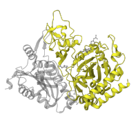 The deposited structure of PDB entry 1nhx contains 1 copy of SCOP domain 53796 (PEP carboxykinase C-terminal domain) in Phosphoenolpyruvate carboxykinase, cytosolic [GTP]. Showing 1 copy in chain A.