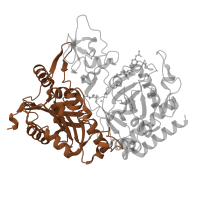 The deposited structure of PDB entry 1nhx contains 1 copy of SCOP domain 68924 (PEP carboxykinase N-terminal domain) in Phosphoenolpyruvate carboxykinase, cytosolic [GTP]. Showing 1 copy in chain A.