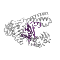 The deposited structure of PDB entry 1nkb contains 1 copy of CATH domain 3.30.70.370 (Alpha-Beta Plaits) in DNA polymerase I. Showing 1 copy in chain C [auth A].