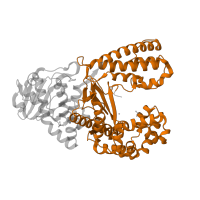 The deposited structure of PDB entry 1nkb contains 1 copy of Pfam domain PF00476 (DNA polymerase family A) in DNA polymerase I. Showing 1 copy in chain C [auth A].