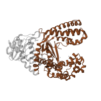The deposited structure of PDB entry 1nkb contains 1 copy of SCOP domain 56673 (DNA polymerase I) in DNA polymerase I. Showing 1 copy in chain C [auth A].
