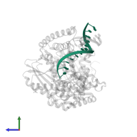 DNA PRIMER STRAND in PDB entry 1nkb, assembly 1, side view.