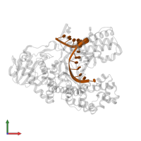 DNA TEMPLATE STRAND in PDB entry 1nkb, assembly 1, front view.