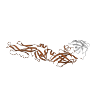 The deposited structure of PDB entry 1oan contains 2 copies of SCOP domain 56984 (Viral glycoprotein, central and dimerisation domains) in Envelope protein E. Showing 1 copy in chain A.