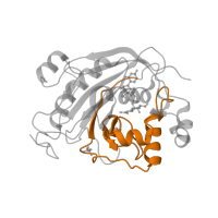 The deposited structure of PDB entry 1oqm contains 2 copies of Pfam domain PF02709 (N-terminal domain of galactosyltransferase) in Beta-1,4-galactosyltransferase 1. Showing 1 copy in chain B.