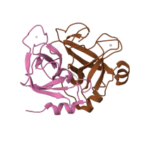 The deposited structure of PDB entry 1p0s contains 2 copies of CATH domain 2.40.10.10 (Thrombin, subunit H) in Activated factor Xa heavy chain. Showing 2 copies in chain B [auth H].