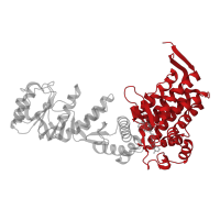 The deposited structure of PDB entry 1pcq contains 14 copies of CATH domain 1.10.560.10 (GROEL; domain 1) in Chaperonin GroEL. Showing 1 copy in chain A.