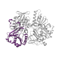The deposited structure of PDB entry 1pj6 contains 1 copy of CATH domain 3.30.9.10 (D-Amino Acid Oxidase; Chain A, domain 2) in Dimethylglycine oxidase. Showing 1 copy in chain A.