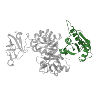 The deposited structure of PDB entry 1pky contains 4 copies of CATH domain 3.40.1380.20 (Pyruvate Kinase; Chain: A, domain 1) in Pyruvate kinase I. Showing 1 copy in chain A.