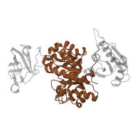 The deposited structure of PDB entry 1pky contains 4 copies of SCOP domain 51622 (Pyruvate kinase) in Pyruvate kinase I. Showing 1 copy in chain A.