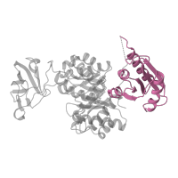 The deposited structure of PDB entry 1pky contains 4 copies of SCOP domain 52936 (Pyruvate kinase, C-terminal domain) in Pyruvate kinase I. Showing 1 copy in chain A.