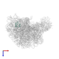 Large ribosomal subunit protein eL8 in PDB entry 1q82, assembly 1, top view.